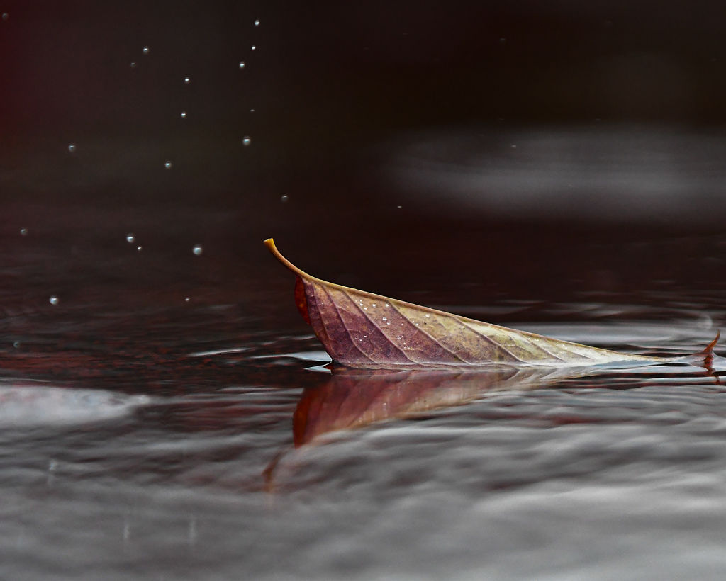 A leaf lays in a puddle